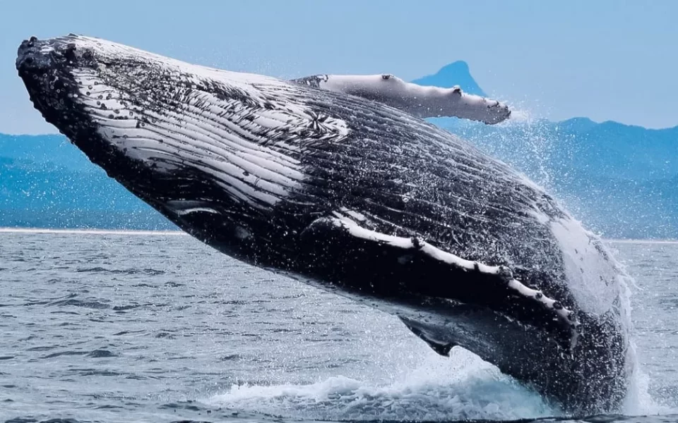 Whales Go Long On Bitcoin, Crypto Market Predicted To Surge 2x Next Year